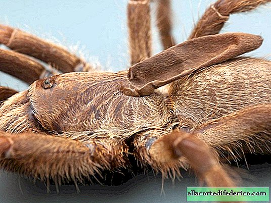 Учените са открили тарантула с рог на гърба и те не знаят за какво същество е