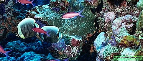 과학자들은 산호초를 구하기 위해 인공 조류를 개발했습니다