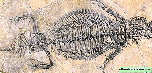 Wetenschappers waren in staat om het uiterlijk van een prehistorisch reptiel te herstellen