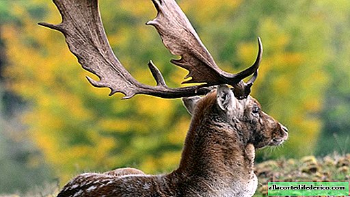Utrolig upraktikalitet: hvorfor kaster hjort av og dyrker horn hvert år