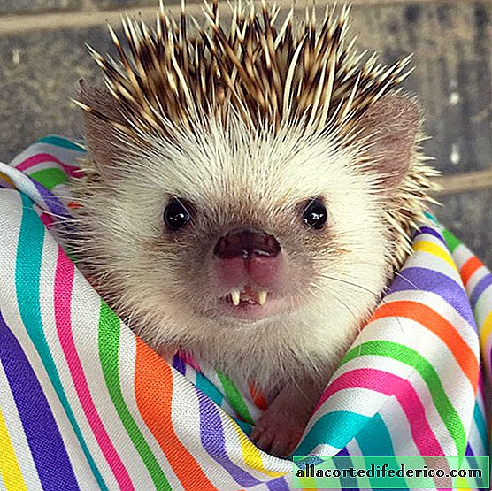 The amazing hedgehog "vampire" from Utah has become an Internet star!