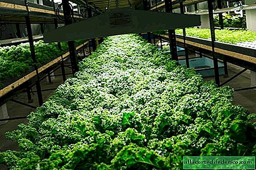 Комплекс за градска органика: Уникална градска ферма за зеленчуци и риби