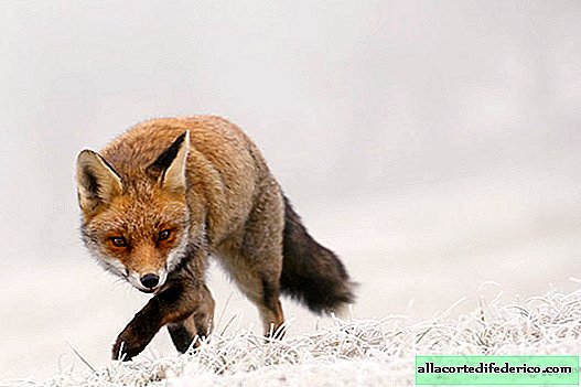 Lessons from winter happiness: how wild foxes enjoy snow