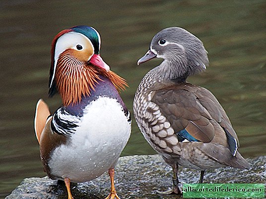 Mandarin duck: the only ducks of Russia that nest on trees