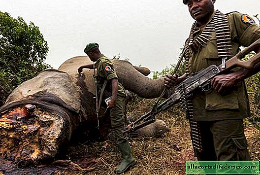 Die schreckliche Wahrheit darüber, wer und warum Elefanten tötet. Das ist ein Schock!