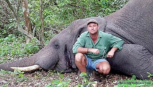 In Africa, an elephant shot during a hunt killed a hunter by falling on it.