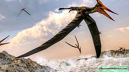 Pterossauro permanece encontrado na Austrália