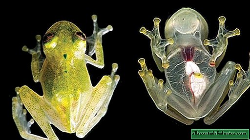 In Ecuador, ontdekte een nieuw soort glazen kikker, die volledig zichtbaar hart is