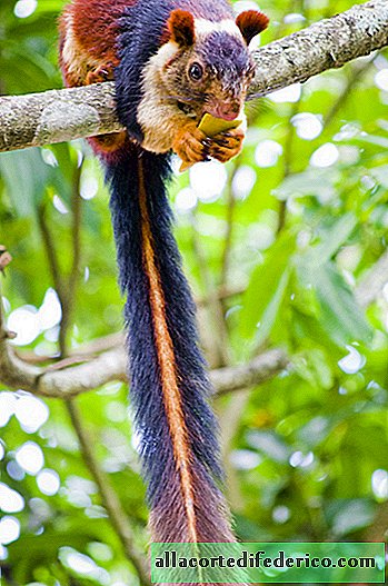 Kæmpe flerfarvede egern bor i Indien, og det ser ud til, at folk kun lærte noget om det