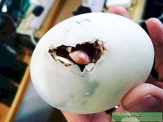In Malaysia kaufte eine Frau in einem Restaurant ein Balut-Ei und ein Küken schlüpfte daraus
