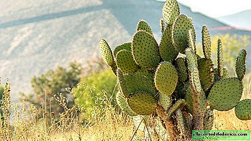 In Mexico, learned to make biodegradable plastic from cacti