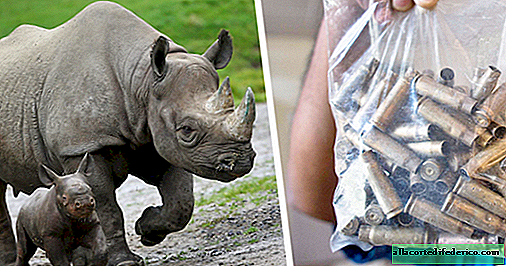 No parque nacional, as pessoas são baleadas para salvar rinocerontes