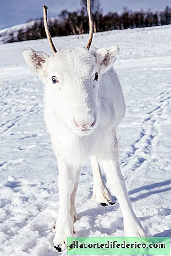 In Noorwegen heeft de fotograaf het jongste van het zeldzaamste sneeuwwitte hert gevangen