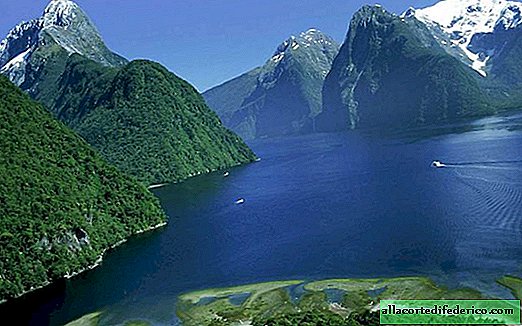 Нова Зеландия има уникална гледка към черни лебеди