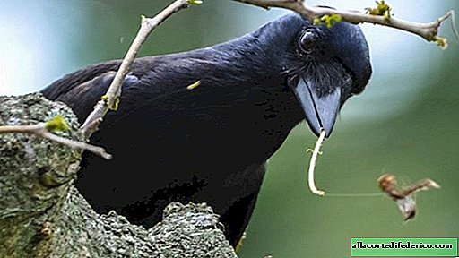 Ao resolver problemas complexos, as cacatuas poderão competir com os corvos