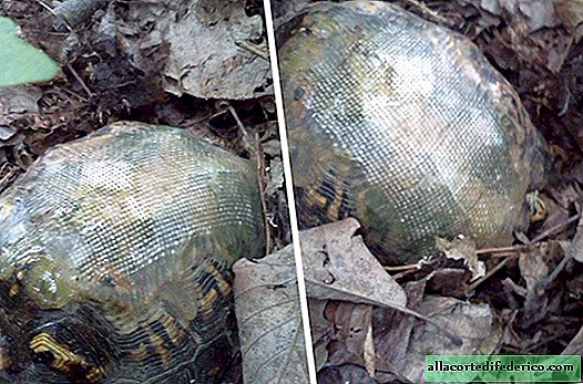 En los Estados Unidos, un veterinario repara una tortuga con caparazón de fibra de vidrio.