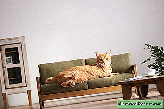 En Japón, se le ocurrieron muebles en miniatura para gatos.