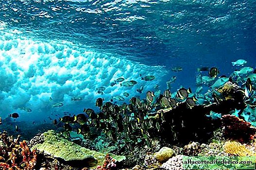Na Baía de Kaneohe, vivem corais, que não têm medo do aquecimento e da poluição da água