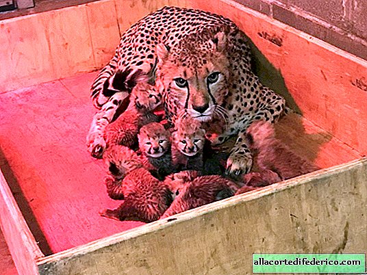 En el zoológico de EE. UU., Una hembra de guepardo dio a luz a un número récord de gatitos