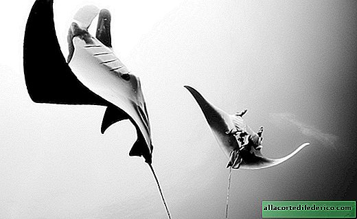 Gorgeous breathtaking black and white shots of underwater life