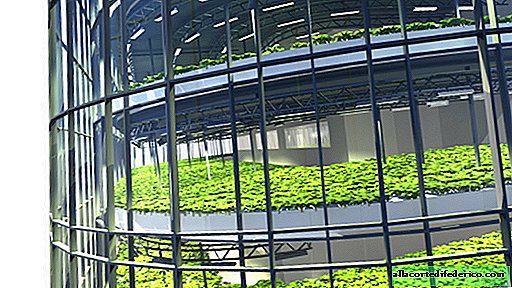Vertical farms - the future of urban greenhouses
