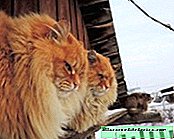 El mundo entero está loco por la granja de gatos en Siberia, que fue creada por la familia rusa.