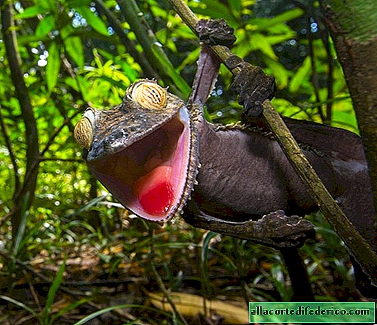 Images drôles d'un gecko rusé et souriant, dont les oiseaux de proie ont révélé un déguisement