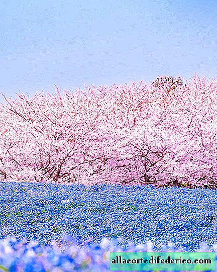 الربيع الرابسودي من الجمال الإلهي: أزهار ساكورا ونيموفيل في فوكوكا