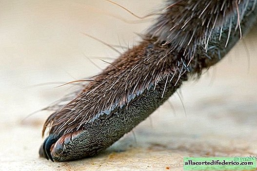 Il s'est avéré que les araignées sur leurs pattes ont de petites griffes