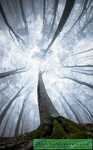La belleza mágica de los bosques que nadie ve porque no están mirando hacia arriba.