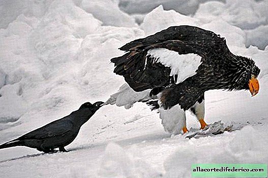 Los cuervos se burlan de otros animales, tirando de sus colas