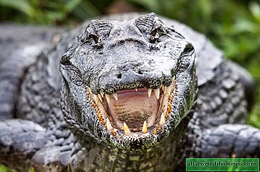 Not synonyms at all: how alligators differ from crocodiles