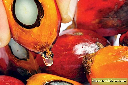 WHO ändrar mening: palmolja erkänd som en farlig produkt