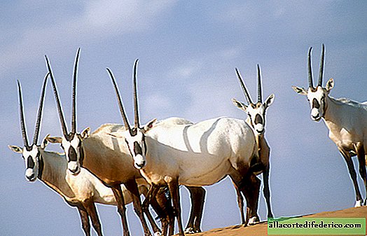 Oživenie bieleho oryxu, ktorý bol vo voľnej prírode úplne vyhladený