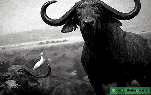 Impresionantes fotos en blanco y negro de animales exóticos: esto no es lo que parece