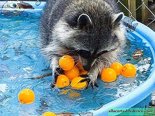 Everything is not as cute as it seems: where does the raccoon have the habit of rinsing everything in the water