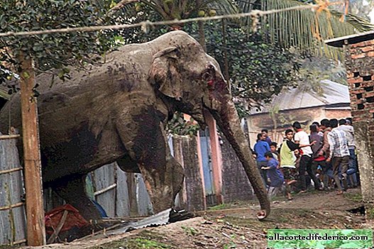 Enraged elephant burst into the streets of the Indian city