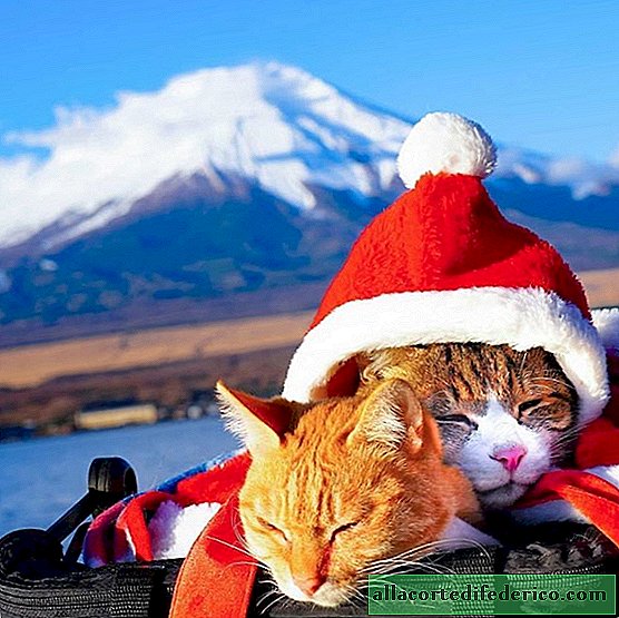De Japanners gingen met twee katten door het land reizen en zijn Instagram is perfect