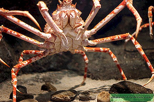 Japanese spider crab - the largest crustacean in the world