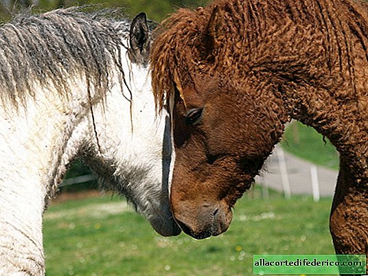 Raça encaracolada Trans-Baikal: os cavalos mais charmosos do mundo