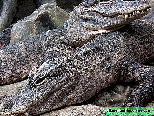 Why the Chinese alligator was relocated to Louisiana