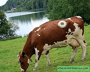 Why do cows in Switzerland make a hole in their side