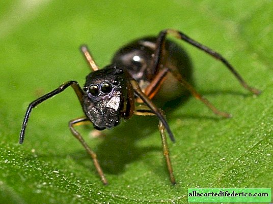 Hvorfor foregiver edderkopper som myrer?