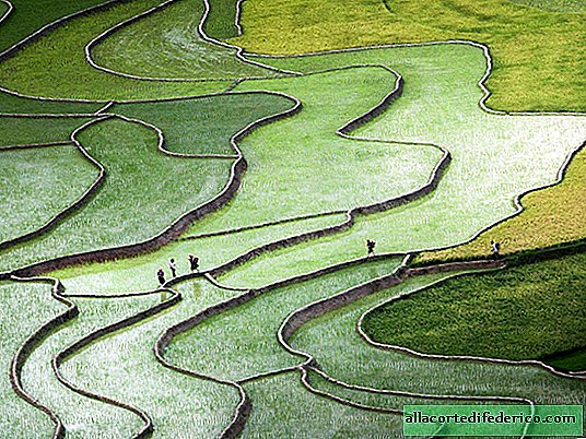 Por que os campos de arroz são inundados quando o arroz cresce bem em solo comum