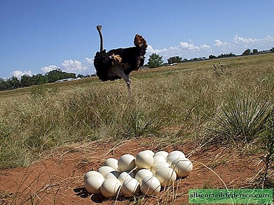 Why do females of African ostriches hatch alien chicks