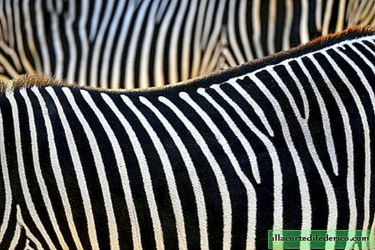 Waarom zebra strips: wetenschappers stoppen een paard in een gestreepte jas om hun theorie te testen
