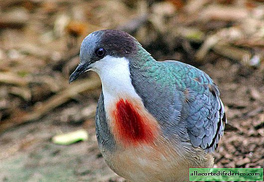 The riddle of evolution: why nature awarded pigeons "blood stains"