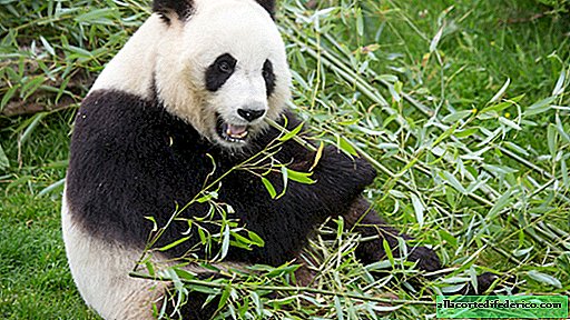 Riddles of pandas: why predatory bears switched to bamboo