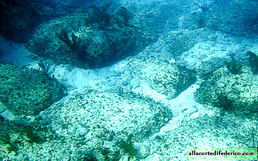 Försänkt Atlantis: där en stenväg leder utanför Bahamas kust
