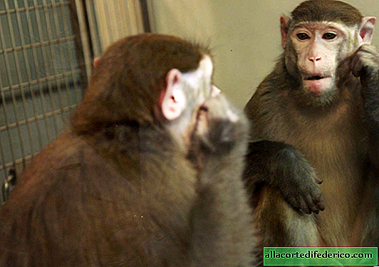 اختبار مرآة للوعي الذاتي: أي الحيوانات تتعامل معها والتي لا تفعل ذلك